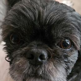Osito - Shih Tzu