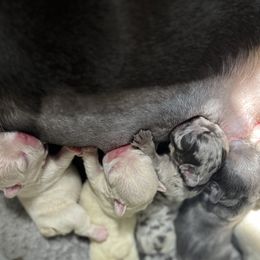 French Bulldogs from Timeka Mayfield's French Bulldogs