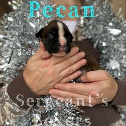 Pecan - Brindle male Boxer puppy in Madisonville, Texas from Sergeant's Boxers