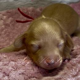 Gamora - Cream female Dachshund puppy in Jena, Louisiana from Amy’s Mini Doxies