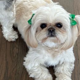 Rosie - Shih Tzu