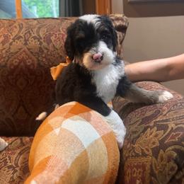 Ruby - Tri-color female Bernedoodle puppy in Carmichaels, Pennsylvania from JensenBelle Doodles