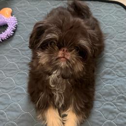 Tater Tot - Chocolate and tan male Shih Tzu puppy in Scottsdale, Arizona from 🌗 New Moon Shih Tzu 🌗
