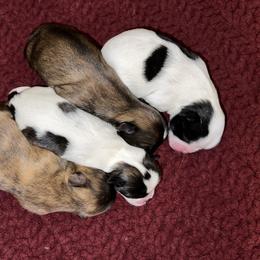 Shih Tzu Puppies from Lavender Lane Tzus