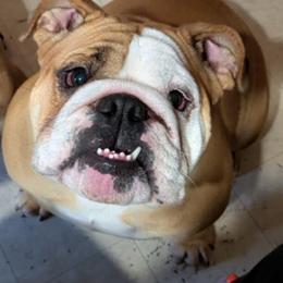 Bulldog and French Bulldog All Grown Up from Rathbone Bulldogs