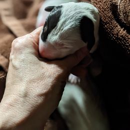 Bull Terrier Puppies from Luxury Bulls