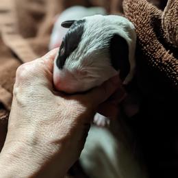 Bull Terrier Puppies from Luxury Bulls