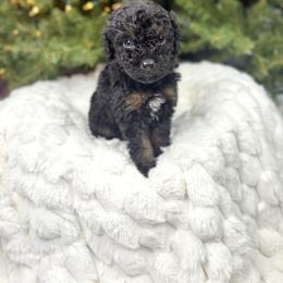 Tricolor male - Tri-color male Bernedoodle puppy in Crete, Illinois from Plum Valley Pups