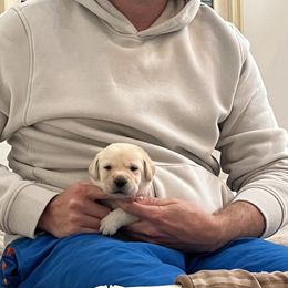 Boy 1 - Labrador Retriever puppy from Hatch Labradors