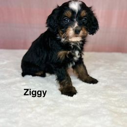 Ziggy - Tri-color male Bernedoodle puppy in Sugarcreek, Ohio from Cuddly Companion Doodles