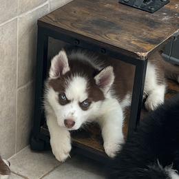 Girl 5 - Red and white female Siberian Husky puppy in Howard City, Michigan from Rustic Pines