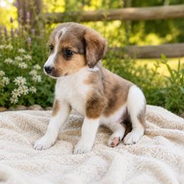 Gus - Merle male Bernedoodle puppy in Holden, Missouri from Mid-West Bernedoodles