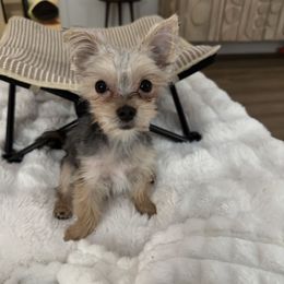 Mateo - Black & tan tri-color male Morkie puppy in Monticello, Iowa from Ashley’s Puppies