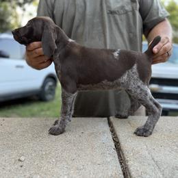 Blue - Liver roan male German Shorthaired Pointer puppy in Blue Rapids, Kansas from Black vermillion pointers