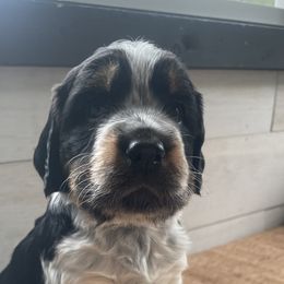 Maisie - Black white and tan English Springer Spaniel puppy in Park Rapids, Minnesota from Lakeside Summit Springers