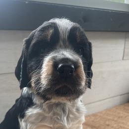 Maisie - Black white and tan English Springer Spaniel puppy in Park Rapids, Minnesota from Lakeside Summit Springers