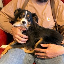 June Bug or Juney Toons - Toy Australian Shepherd