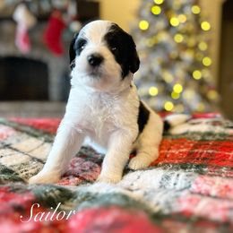 Sailor - Black and white female Bernedoodle puppy in Salina, Oklahoma from Hudson Shore Bernedoodles