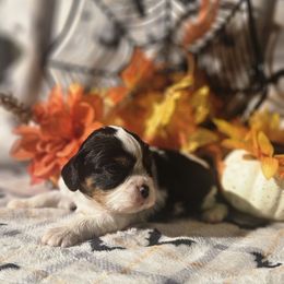 Reggie - Tri-color male Cavalier King Charles Spaniel puppy in Charity, Missouri from Missouri. Cavaliers