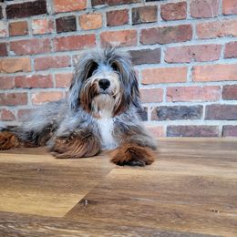 Sawyer - Bernedoodle