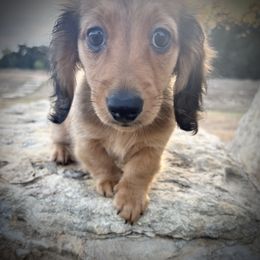Lucy - Cream female Dachshund puppy in Boerne, Texas from Maravillas Dachshunds LLC