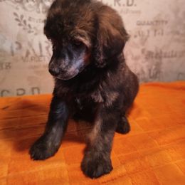 Poodle Puppies from Omaha Standard Poodles