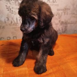 Poodle Puppies from Omaha Standard Poodles
