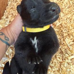 Yellow Girl - Black female German Shepherd puppy in Saluda, South Carolina from Ray Ranch, LLC