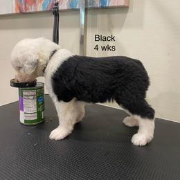 Show Pick Male Puppy 2 - Gray and white male Old English Sheepdog puppy in Tulsa, Oklahoma from Yadah Sheepdogs