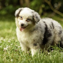 Miniature American Shepherd, Miniature Australian Shepherd, and Toy Australian Shepherd Puppies from Fine Hill Aussies