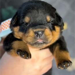 3rd pick Female - Black and mahogany female Rottweiler puppy in Fredericktown, Missouri from Obsessions Rottweiler