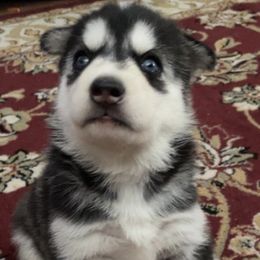 Siberian Huskies from Poitras’ Huskies