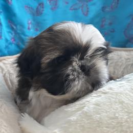 GIRL2 - Red and white female Shih Tzu puppy in Centralia, Washington from FRUFFLES SHIH TZUS