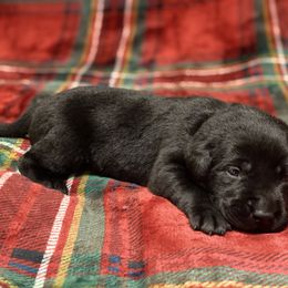 Labrador Retriever Puppies from David Knott's Labrador Retrievers