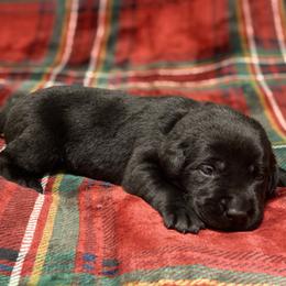 Labrador Retriever Puppies from David Knott's Labrador Retrievers