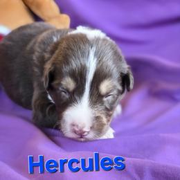 Hercules - Red tri-color male Australian Shepherd puppy in Smithfield, Utah from Invictus Farms