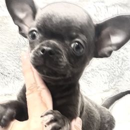 Alvin - Chihuahua