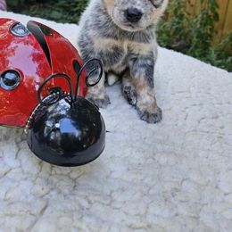 Australian Cattle Dog Puppies from North Woods ACD’s
