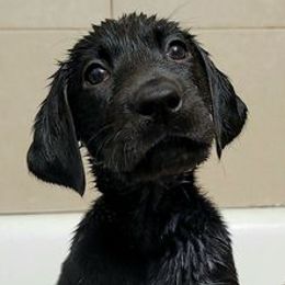 Labrador Retrievers from Shay Zokal