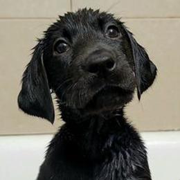 Labrador Retrievers from Shay Zokal