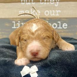 White Male - Apricot male Goldendoodle puppy in Great Falls, Montana from Montana Goldendoodles
