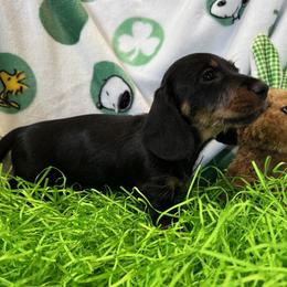 Boy 1 - Black and tan male Dachshund puppy in Andalusia, Alabama from Sweet Home Alabama Dachshunds