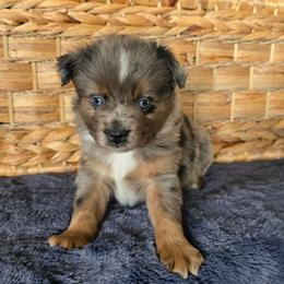 Peanut Butter - Blue merle male Miniature Australian Shepherd puppy in Paris, Texas from Blue Envy Mini Aussies