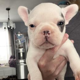 French Bulldog Puppies from Falco’s French Bulldogs