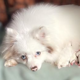 Anna - Pomeranian
