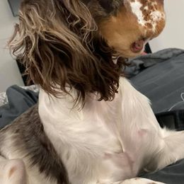 Beagles and English Springer Spaniels from Marsh Creek K9s