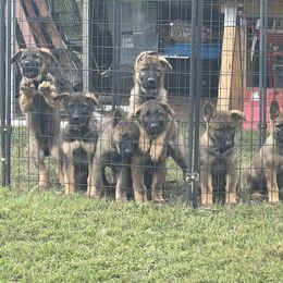 German Shepherd Puppies from Vom Burmeister Kennel