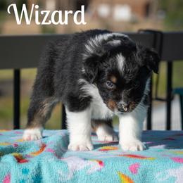 Wizard - Black tri-color male Australian Shepherd puppy in Benton City, Washington from Eventide Australian Shepherds
