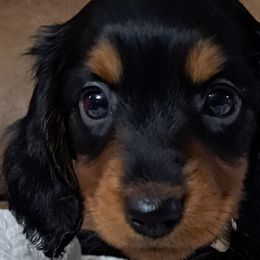 Girl 3 white - Black and tan Dachshund puppy in Franklin, Georgia from Lakeside Kennels of Franklin