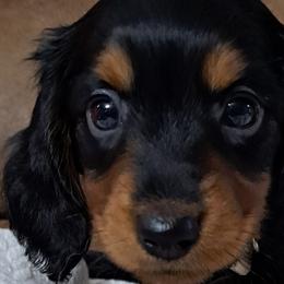 Girl 3 white - Black and tan Dachshund puppy in Franklin, Georgia from Lakeside Kennels of Franklin